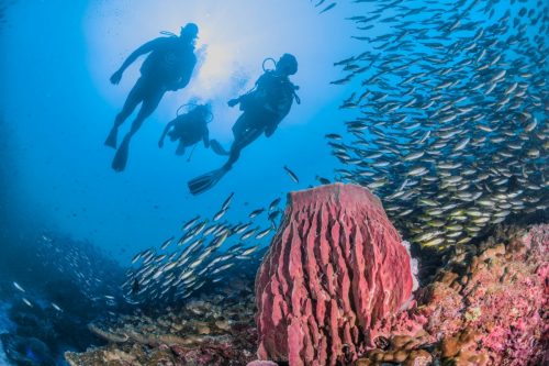 diving