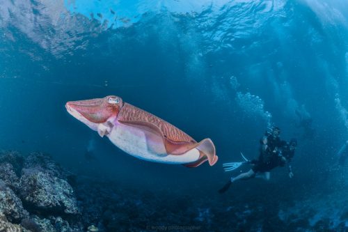 diving
