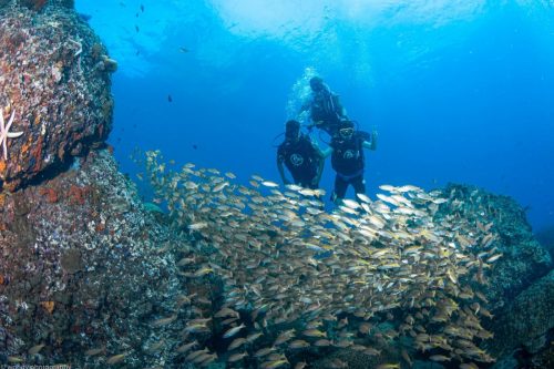 diving
