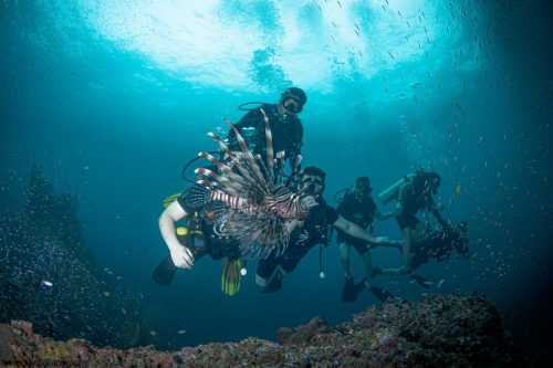 diving